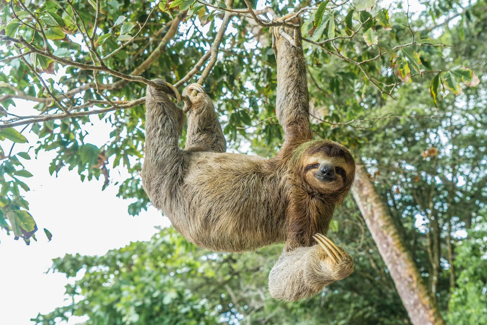 Manuel Antonio Quepos Costa Rica private transfer from San Jose Airport SJO