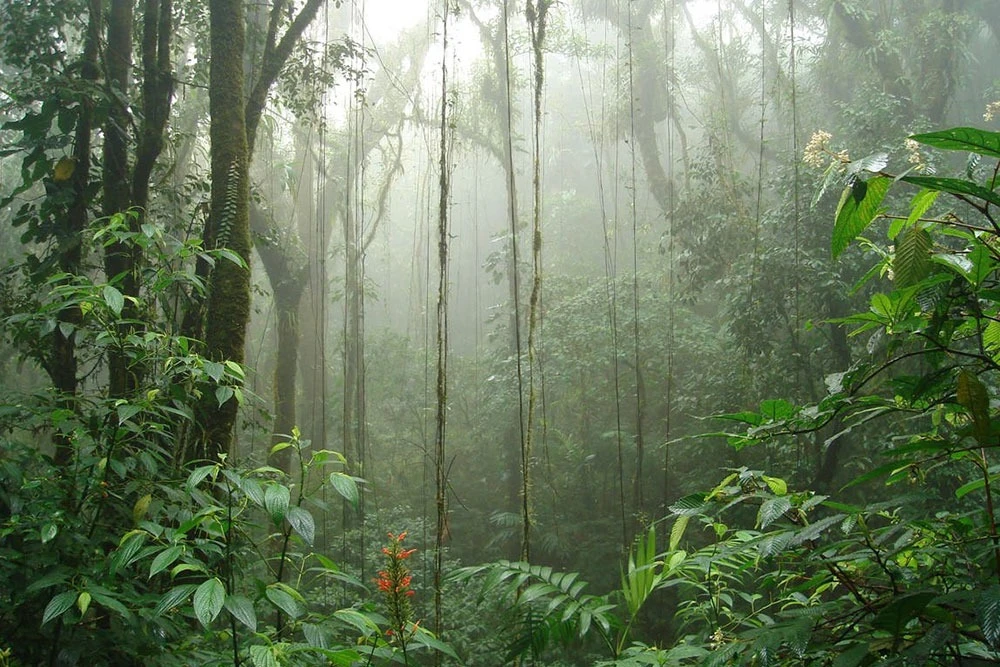 Monteverde Cloud Forest — 3